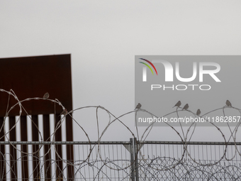 The border wall and barbed wire installed by the United States impact both migrants and local and migratory wildlife. Birds like the great e...