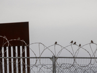 The border wall and barbed wire installed by the United States impact both migrants and local and migratory wildlife. Birds like the great e...