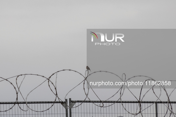 The border wall and barbed wire installed by the United States impact both migrants and local and migratory wildlife. Birds like the great e...