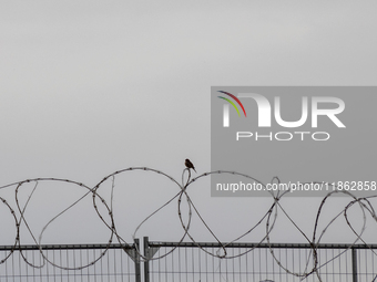 The border wall and barbed wire installed by the United States impact both migrants and local and migratory wildlife. Birds like the great e...