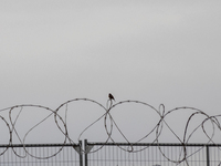 The border wall and barbed wire installed by the United States impact both migrants and local and migratory wildlife. Birds like the great e...