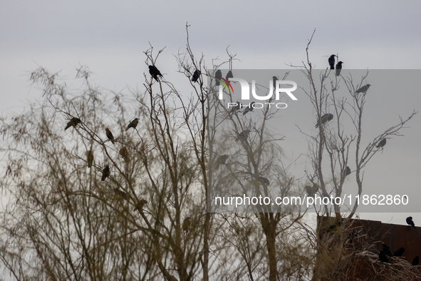 The border wall and barbed wire installed by the United States impact both migrants and local and migratory wildlife. Birds like the great e...