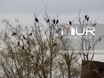 The border wall and barbed wire installed by the United States impact both migrants and local and migratory wildlife. Birds like the great e...