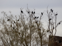 The border wall and barbed wire installed by the United States impact both migrants and local and migratory wildlife. Birds like the great e...