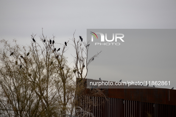 The border wall and barbed wire installed by the United States impact both migrants and local and migratory wildlife. Birds like the great e...