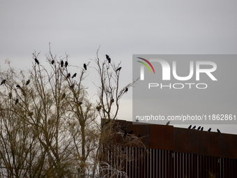 The border wall and barbed wire installed by the United States impact both migrants and local and migratory wildlife. Birds like the great e...