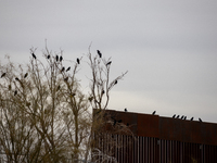 The border wall and barbed wire installed by the United States impact both migrants and local and migratory wildlife. Birds like the great e...