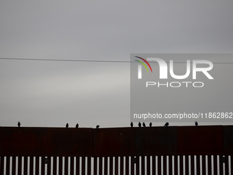 The border wall and barbed wire installed by the United States impact both migrants and local and migratory wildlife. Birds like the great e...