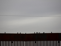 The border wall and barbed wire installed by the United States impact both migrants and local and migratory wildlife. Birds like the great e...