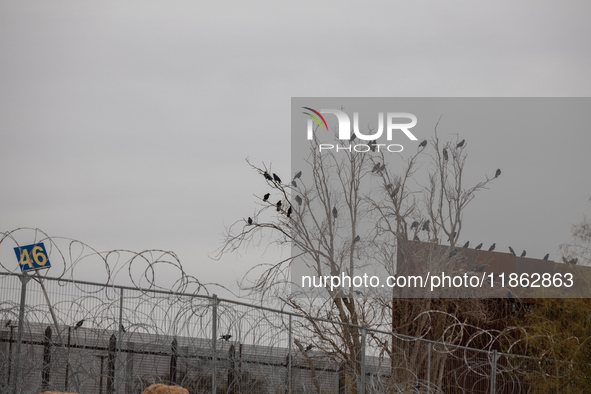 The border wall and barbed wire installed by the United States impact both migrants and local and migratory wildlife. Birds like the great e...