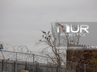 The border wall and barbed wire installed by the United States impact both migrants and local and migratory wildlife. Birds like the great e...