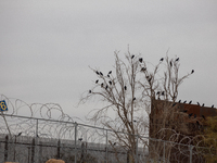 The border wall and barbed wire installed by the United States impact both migrants and local and migratory wildlife. Birds like the great e...