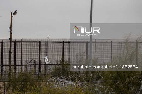 The border wall and barbed wire installed by the United States impact both migrants and local and migratory wildlife. Birds like the great e...