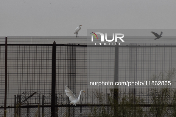 The great egret, a partially migratory species, travels from Canada and the northern United States to warmer southern regions during winter....