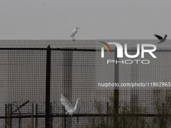 The great egret, a partially migratory species, travels from Canada and the northern United States to warmer southern regions during winter....