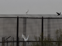 The great egret, a partially migratory species, travels from Canada and the northern United States to warmer southern regions during winter....