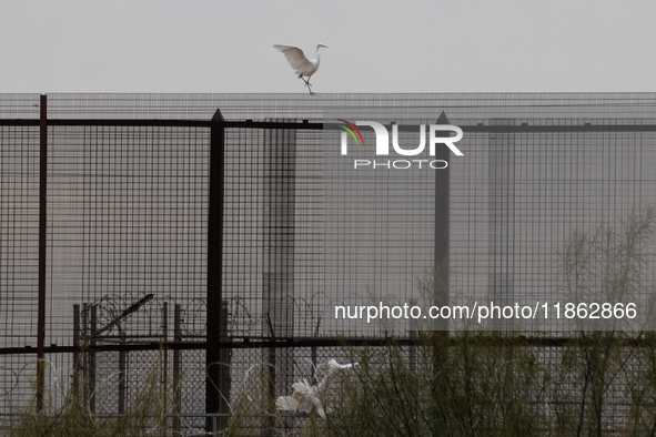 The great egret, a partially migratory species, travels from Canada and the northern United States to warmer southern regions during winter....