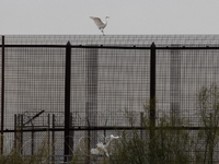 The great egret, a partially migratory species, travels from Canada and the northern United States to warmer southern regions during winter....