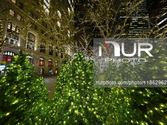 Christmas lights cover the trees in Zuccotti Park in New York, N.Y., on December 12, 2024. The photo is taken as a long exposure. (