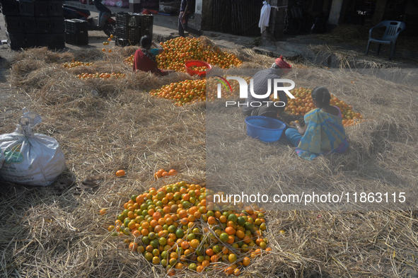 Indian workers sort oranges for packaging at a regulated market in Siliguri, India, on December 13, 2024. Every year, large numbers of orang...