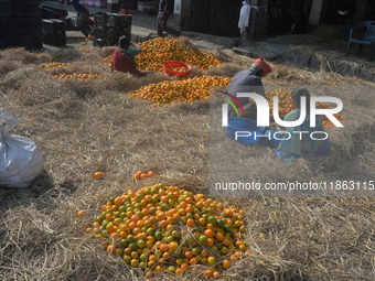 Indian workers sort oranges for packaging at a regulated market in Siliguri, India, on December 13, 2024. Every year, large numbers of orang...