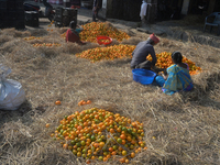 Indian workers sort oranges for packaging at a regulated market in Siliguri, India, on December 13, 2024. Every year, large numbers of orang...