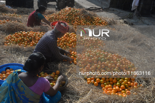 Indian workers sort oranges for packaging at a regulated market in Siliguri, India, on December 13, 2024. Every year, large numbers of orang...