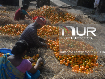 Indian workers sort oranges for packaging at a regulated market in Siliguri, India, on December 13, 2024. Every year, large numbers of orang...