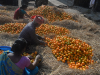 Indian workers sort oranges for packaging at a regulated market in Siliguri, India, on December 13, 2024. Every year, large numbers of orang...