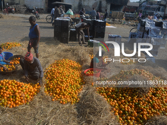 Indian workers sort oranges for packaging at a regulated market in Siliguri, India, on December 13, 2024. Every year, large numbers of orang...