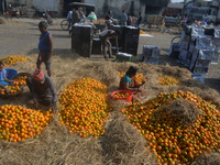 Indian workers sort oranges for packaging at a regulated market in Siliguri, India, on December 13, 2024. Every year, large numbers of orang...