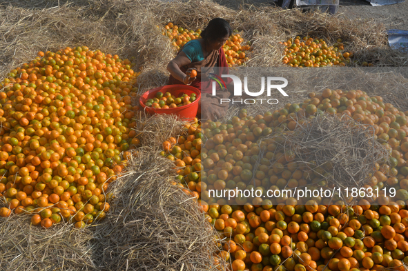 Indian workers sort oranges for packaging at a regulated market in Siliguri, India, on December 13, 2024. Every year, large numbers of orang...