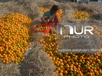 Indian workers sort oranges for packaging at a regulated market in Siliguri, India, on December 13, 2024. Every year, large numbers of orang...