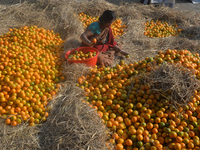 Indian workers sort oranges for packaging at a regulated market in Siliguri, India, on December 13, 2024. Every year, large numbers of orang...