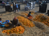 Indian workers sort oranges for packaging at a regulated market in Siliguri, India, on December 13, 2024. Every year, large numbers of orang...