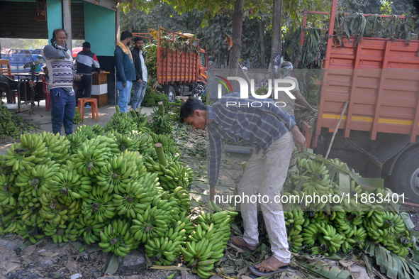 Indian workers unload bananas from a vehicle at a regulated market in Siliguri, India, on December 13, 2024. 