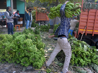 Indian workers unload bananas from a vehicle at a regulated market in Siliguri, India, on December 13, 2024. (