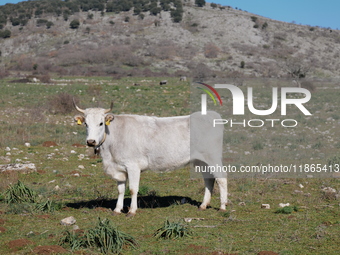 A Podolica cow, a hardy and rustic Italian cattle breed, grazes on the pastures of the Gargano in Puglia. This breed is known for its adapta...