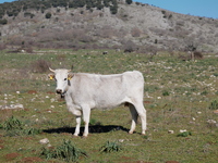 A Podolica cow, a hardy and rustic Italian cattle breed, grazes on the pastures of the Gargano in Puglia. This breed is known for its adapta...