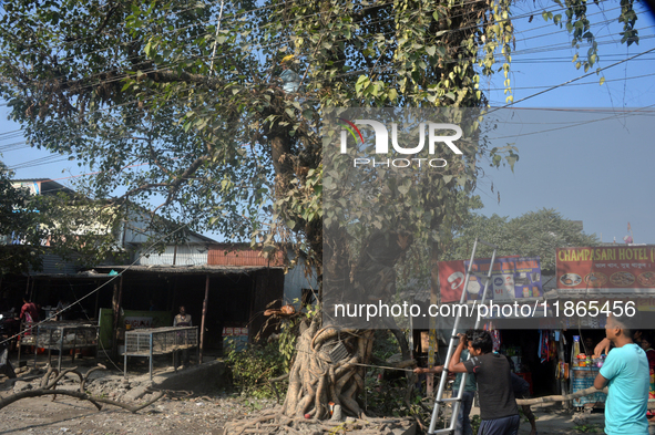 Workers cut trees as they work on road widening for four-lane construction in Siliguri, India, on December 14, 2024. 