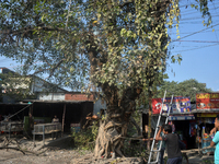 Workers cut trees as they work on road widening for four-lane construction in Siliguri, India, on December 14, 2024. (