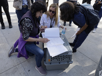 Activists sign documents to receive dogs that are rescued from a shelter in Mexico City, Mexico, on December 13, 2024, after 17 days of unce...