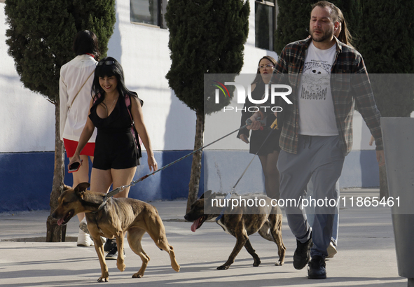 Activists receive dogs that are rescued from a shelter in Mexico City, Mexico, on December 13, 2024, after 17 days of uncertainty. The capit...