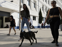 Activists receive dogs that are rescued from a shelter in Mexico City, Mexico, on December 13, 2024, after 17 days of uncertainty. The capit...