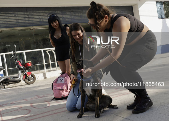 Activists receive dogs that are rescued from a shelter in Mexico City, Mexico, on December 13, 2024, after 17 days of uncertainty. The capit...