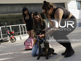 Activists receive dogs that are rescued from a shelter in Mexico City, Mexico, on December 13, 2024, after 17 days of uncertainty. The capit...