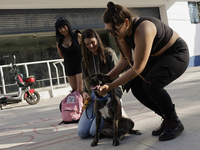 Activists receive dogs that are rescued from a shelter in Mexico City, Mexico, on December 13, 2024, after 17 days of uncertainty. The capit...