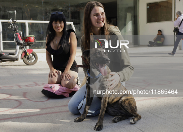 Activists receive dogs that are rescued from a shelter in Mexico City, Mexico, on December 13, 2024, after 17 days of uncertainty. The capit...