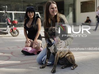 Activists receive dogs that are rescued from a shelter in Mexico City, Mexico, on December 13, 2024, after 17 days of uncertainty. The capit...