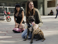 Activists receive dogs that are rescued from a shelter in Mexico City, Mexico, on December 13, 2024, after 17 days of uncertainty. The capit...